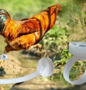 RFID jooksvale kanale mõeldud sammude lugemise jalakett, RFID kõndivale kanale mõeldud sammude lugemise jalakett, RFID tuvile mõeldud sammude lugemise jalakett, 2.4G RFID sammude lugemise jalakett