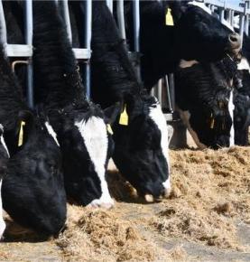 RFID loomade automaatse inventuuri lahendus